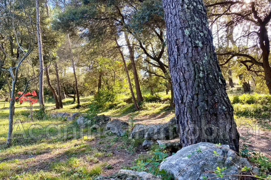 Aed - Architect House with Pool in Pine Forest near Montpellier