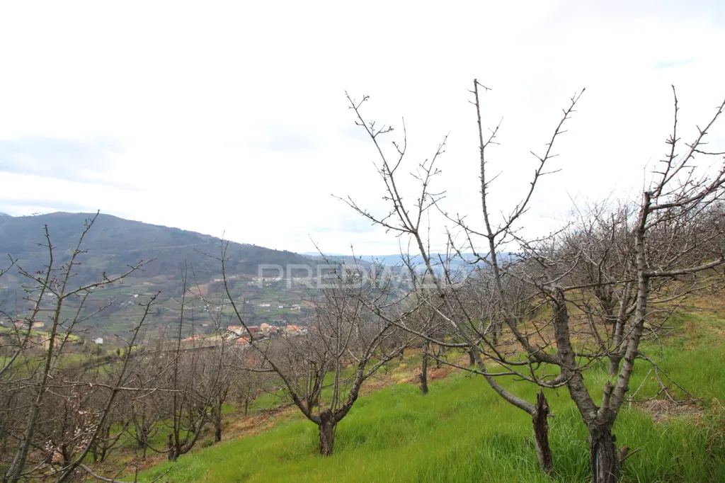 Jardin - Douro Vineyard with Water Source in Resende