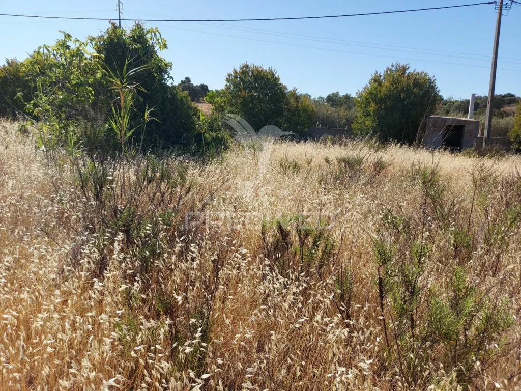 Aed - Delimited Land with Fruit Trees near Lagos