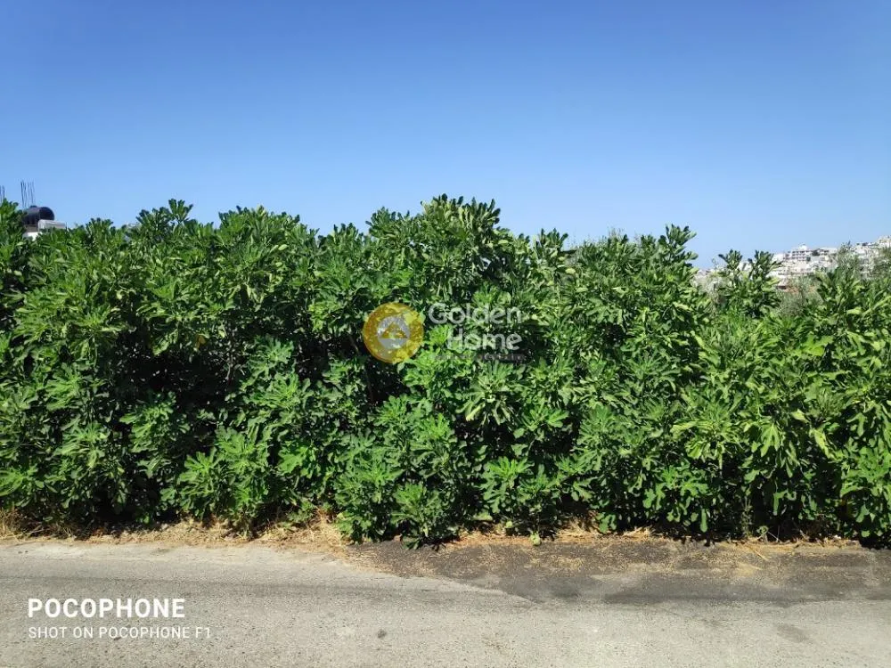 Aed - Plot with Olive Trees in Heraklion, Crete