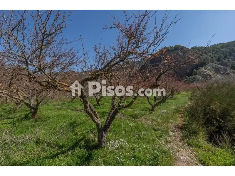 Giardino - Rustic Finca with Mountain View in Cónchar
