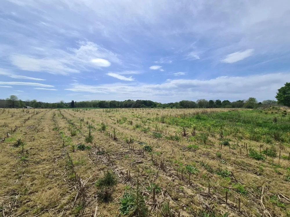 Jardin - Terrain Constructible au Calme à Sainte Marie de Gosse