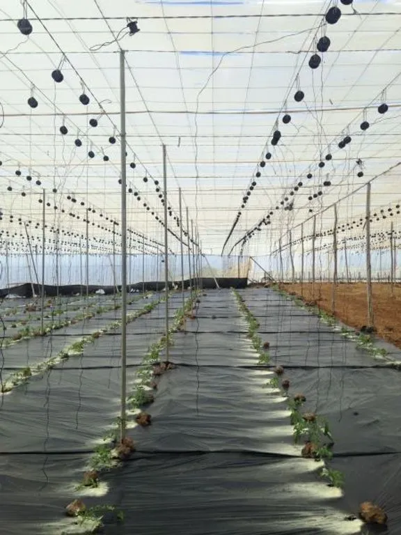 Garden - Land with Greenhouse in Guía de Isora