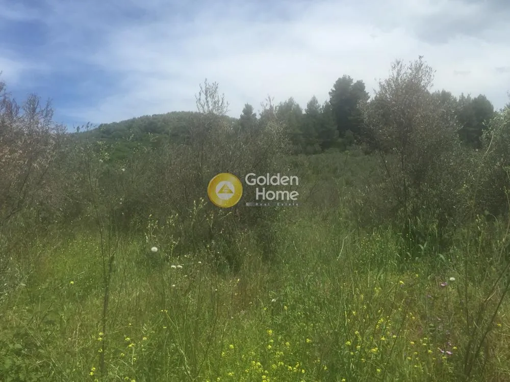 Aed - Agricultural Plot with Olive Trees in Avgoria