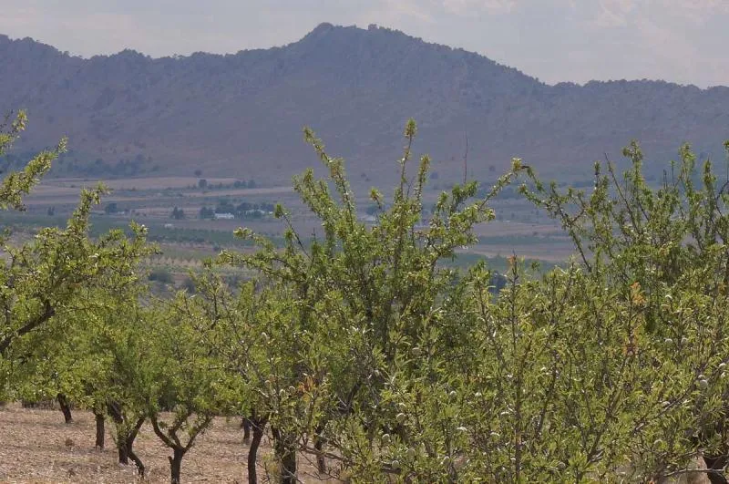 Large Plot in Yecla