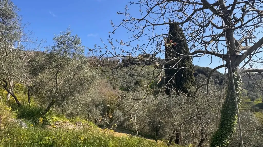 Jardin - Rustic Property with Olive Grove in Lucca