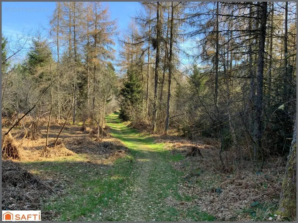 Aed - Non-Constructible Land with South-East Exposure in Le Tholy