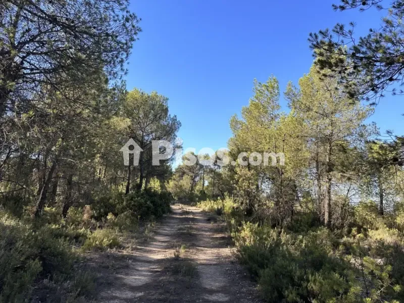 Jardin - Historic Finca with Vineyards in Requena