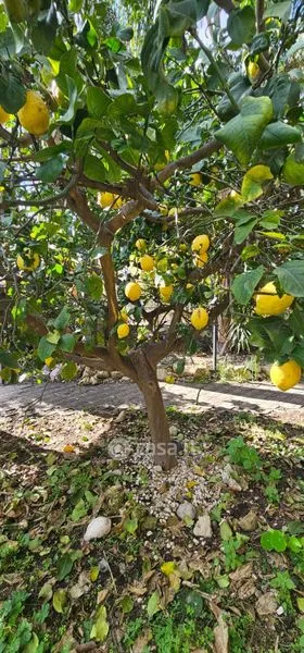 Jardin - Semi-detached House with Garden in Mascali