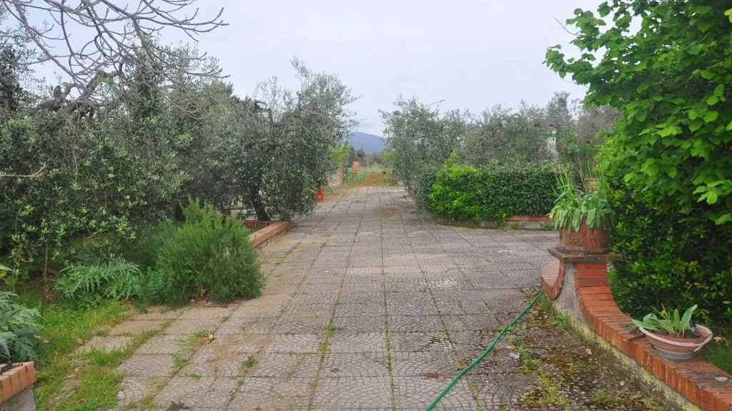 Jardin - Bifamiliar Villa with Olive Grove in Rosignano Marittimo