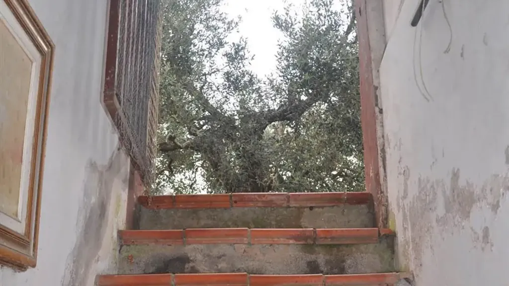 Pièces - Bifamiliar Villa with Olive Grove in Rosignano Marittimo