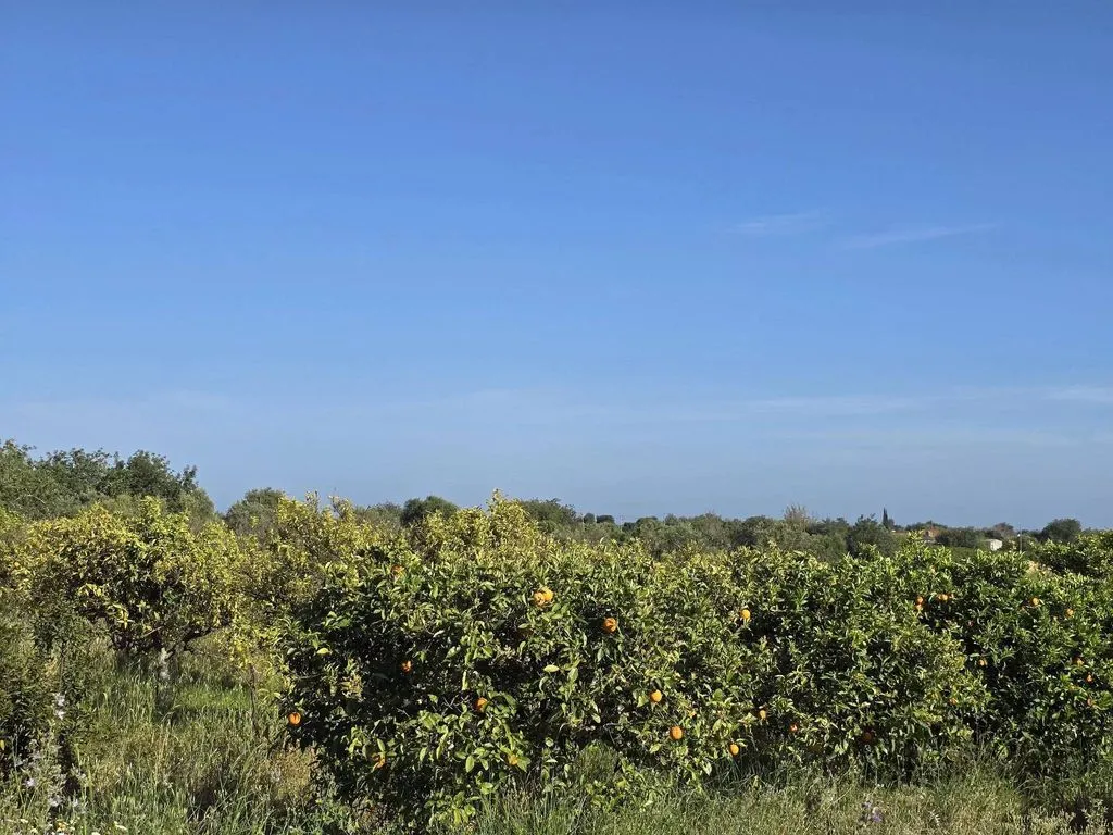 Jardin - Farmhouse with Fruit Trees near Tavira