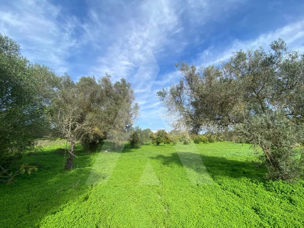 Aed - Rustic Plot with Fruit Trees in Almancil