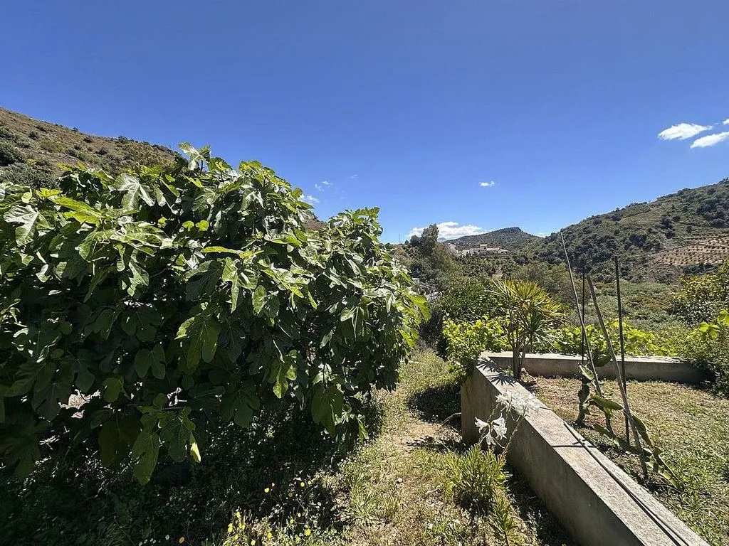 Jardin - Country House with Terrace in Comares