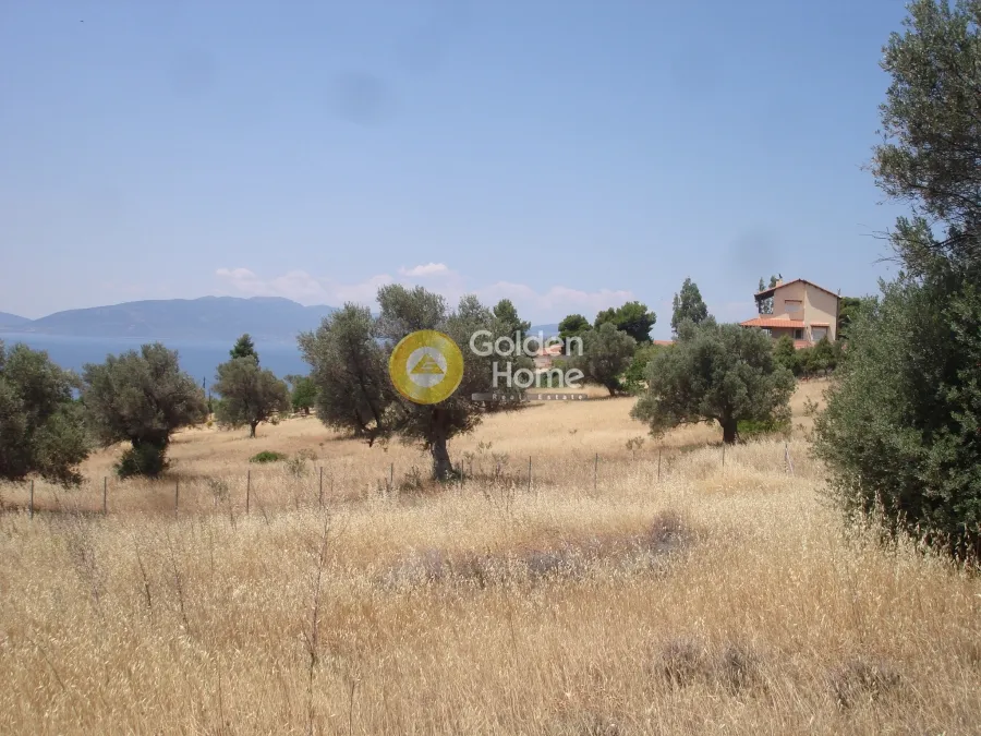 Garden - Plot with Sea View in Messapia - Nerotrivia