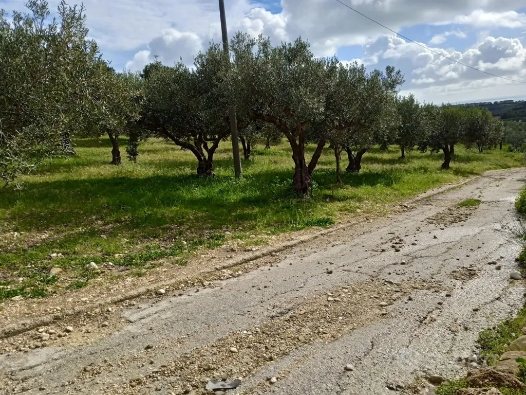 Jardin - Olive Grove Land in Contrada Bordea