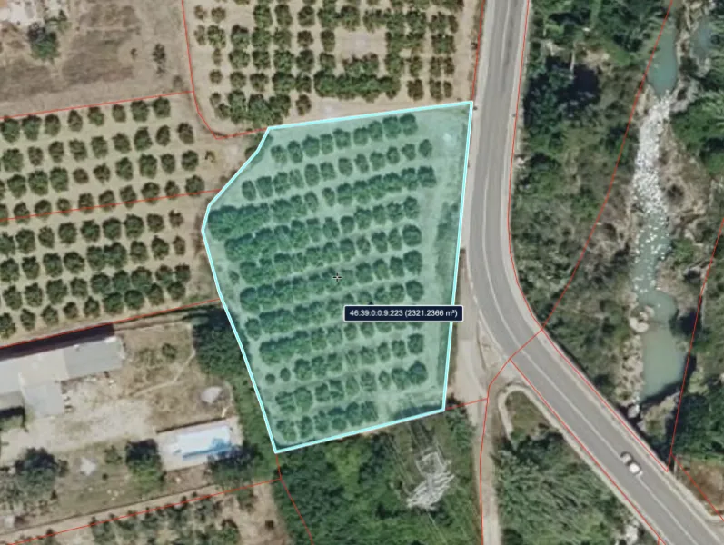 Orchard Field with Orange Trees near Anna