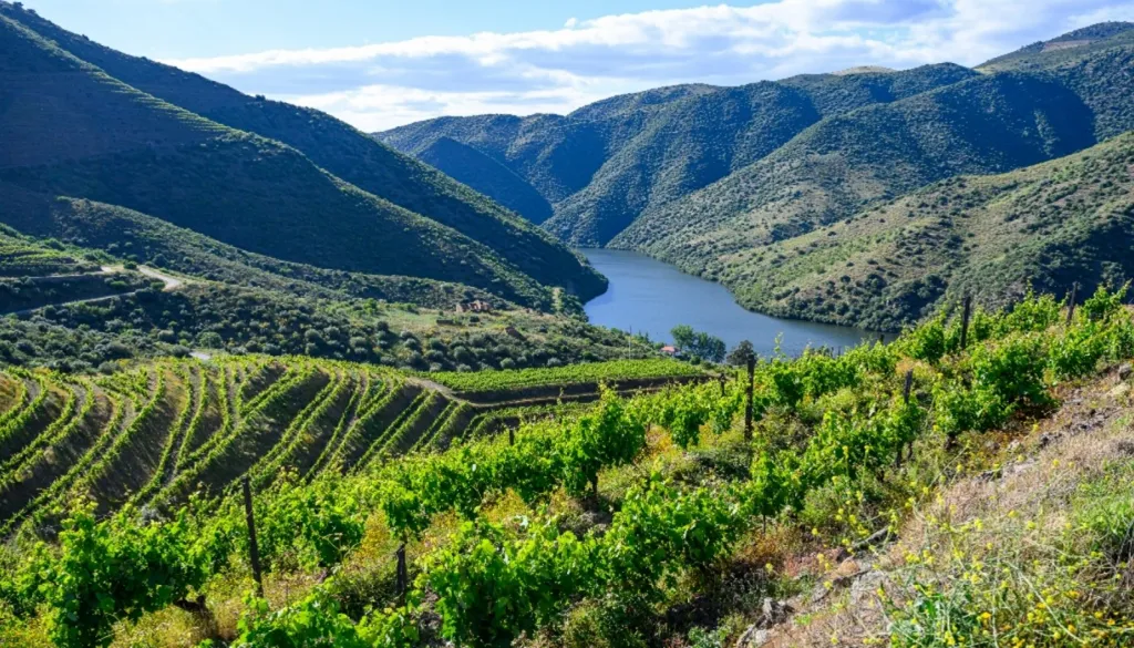 Vineyard with Riverfront in Douro Superior