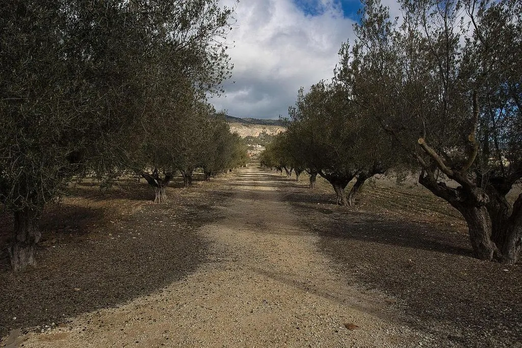 Aed - Restored Chalet with Olive Grove in Castalla