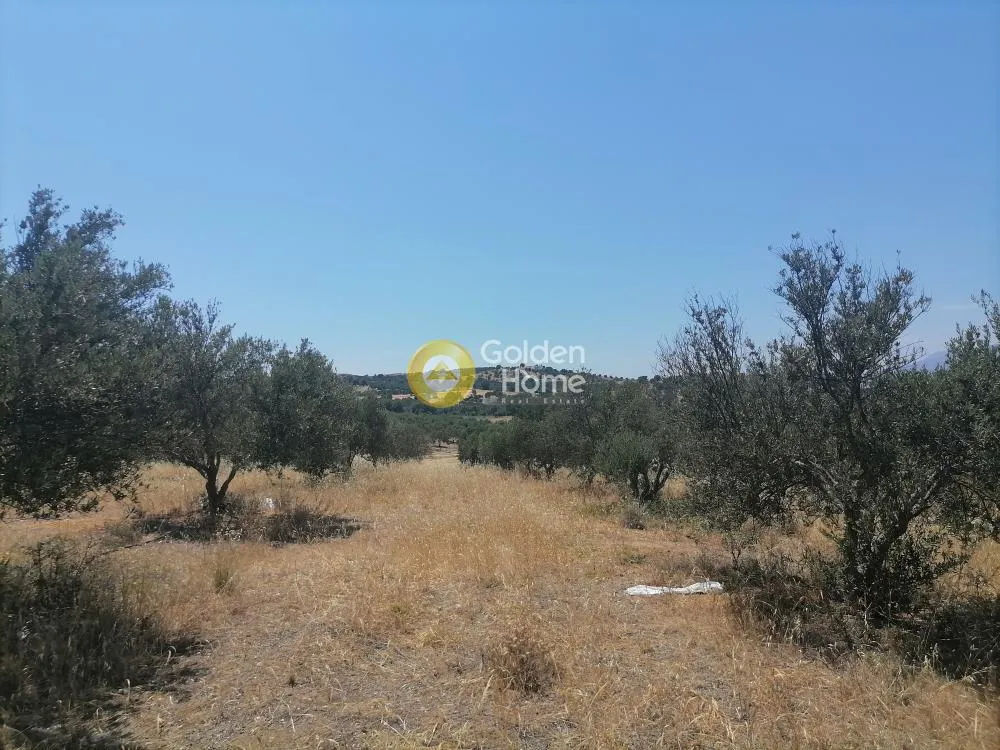 Garden - Buildable Plot with Olive Trees in Phaistos