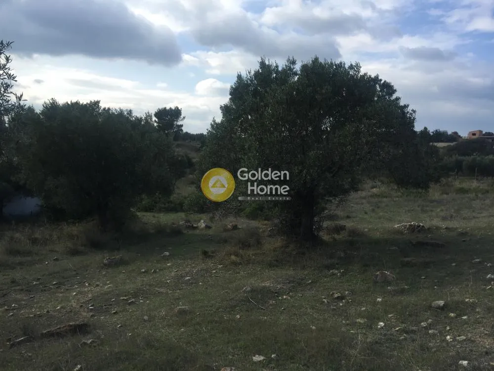 Jardin - Agricultural Plot with Olive Trees in Keratea