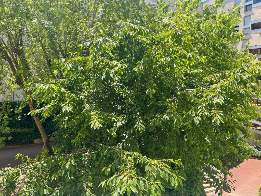Garden - Family Flat with Balcony in The Chesnay