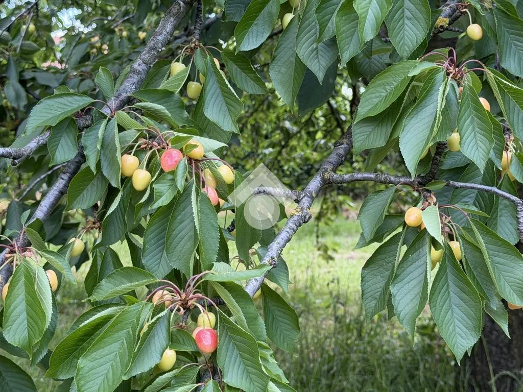 Jardin - Agricultural Land with Cherry Trees in Cervinara