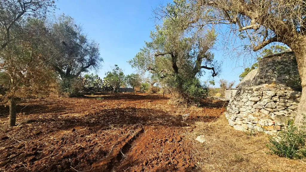 Jardin - Trullo with Olive Grove in Carovigno