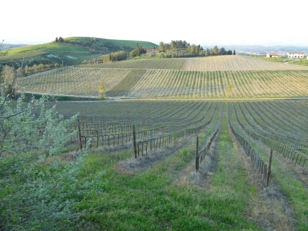 Garden - Vineyard Estate with Olive Grove in Suvereto