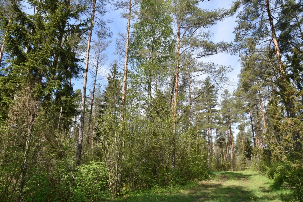 Jardin - Forested Land with Access Road in Väike-Võhma, Saaremaa