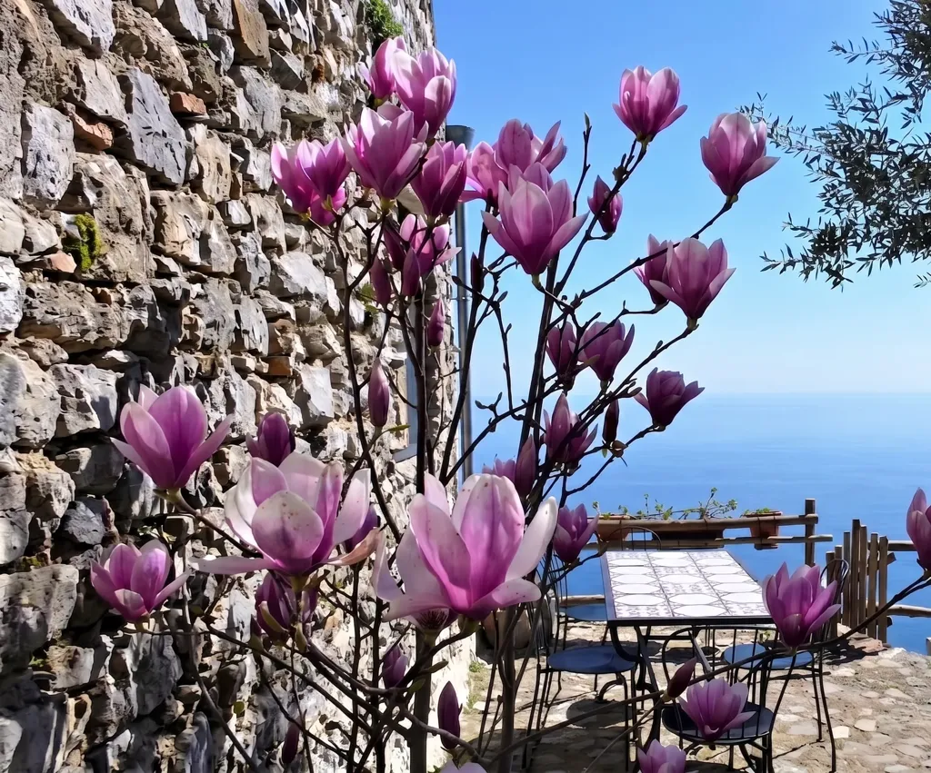 terrace_patio
