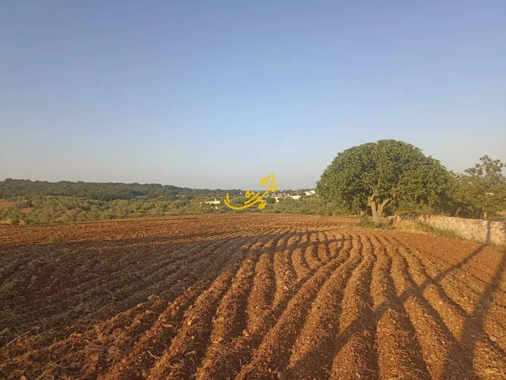 Jardin - Trullo for Renovation in Martina Franca