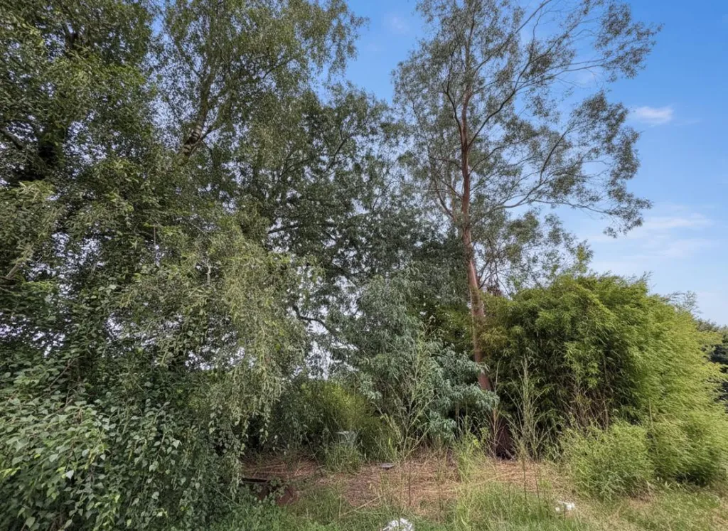 Jardin - Maison à rénover avec véranda à Thenac