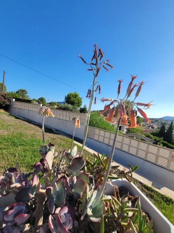 Jardin - Luxury Villa with Pool in Calpe