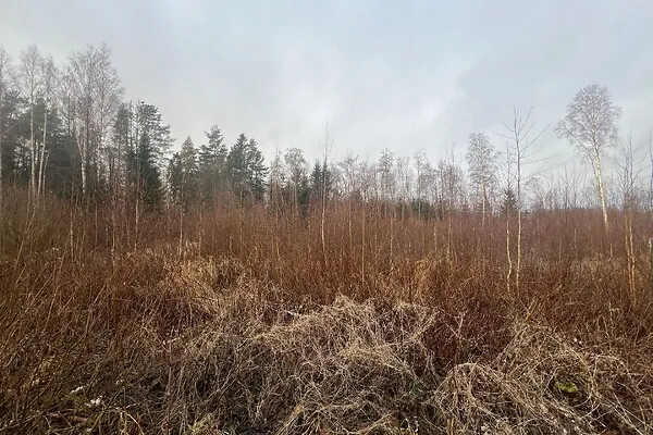 Giardino - Land Plot with Forest Cover near Võru