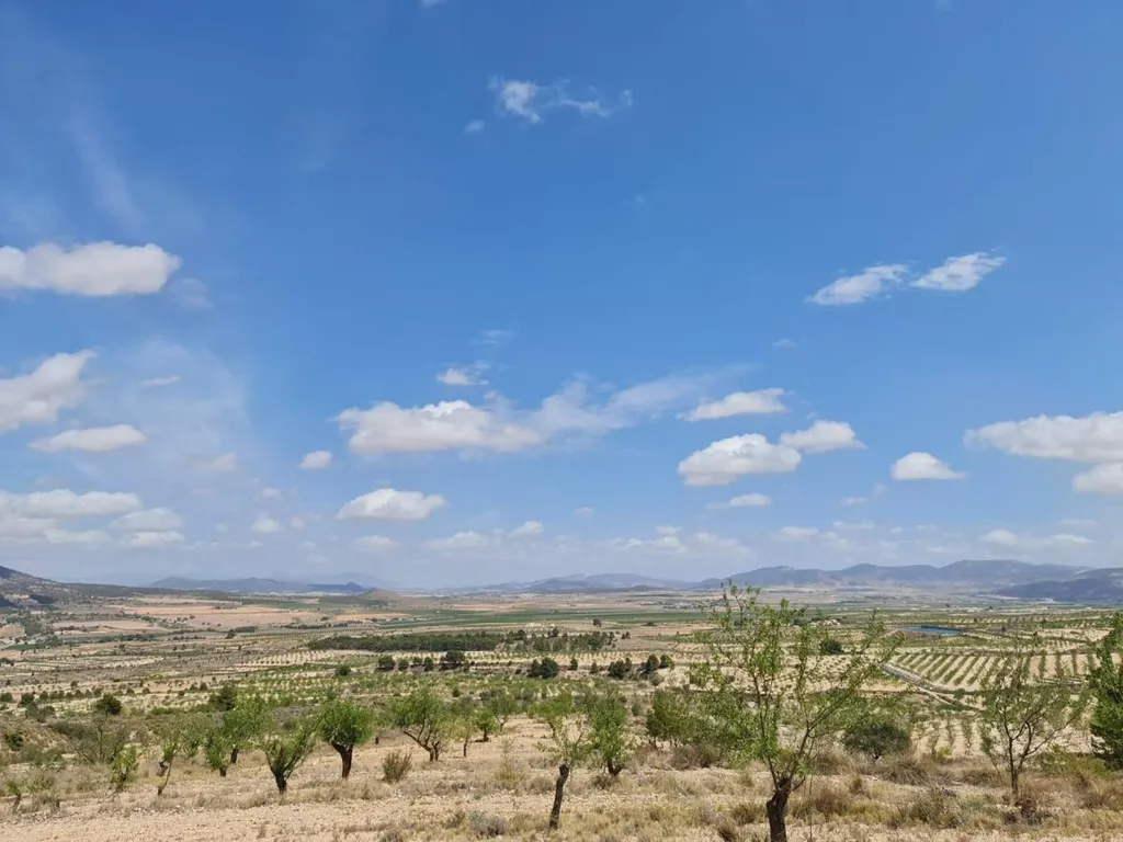 Rural Plot with Orchard Views in Yecla