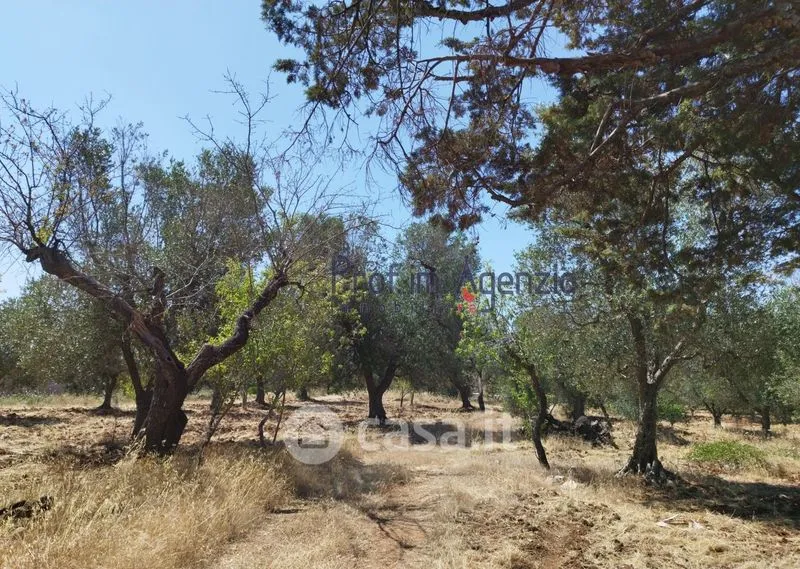 Aed - Trullo Complex with Olive Grove in San Michele Salentino