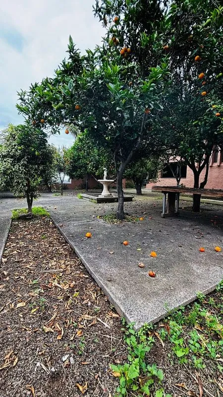 garden