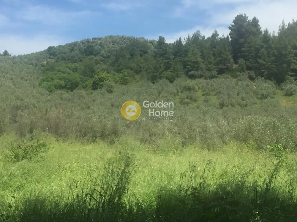 Aed - Agricultural Plot with Olive Trees in Avgoria