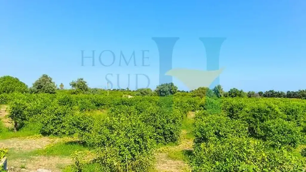 Aed - Warehouse with Lemon Grove near Avola