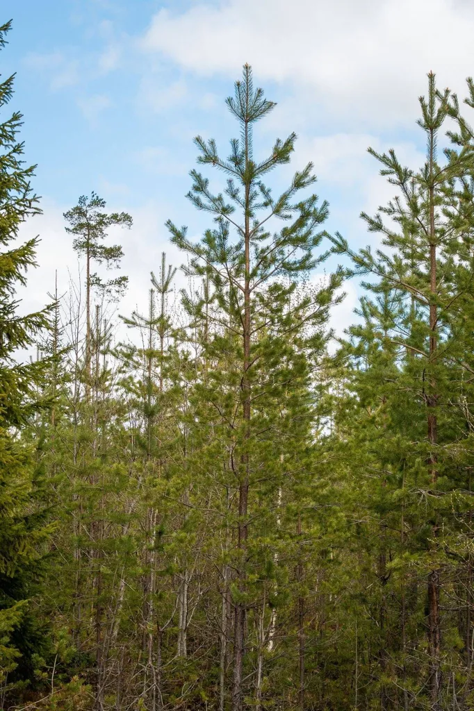 Forest Farm with Timber Rights in Östra Jämtland