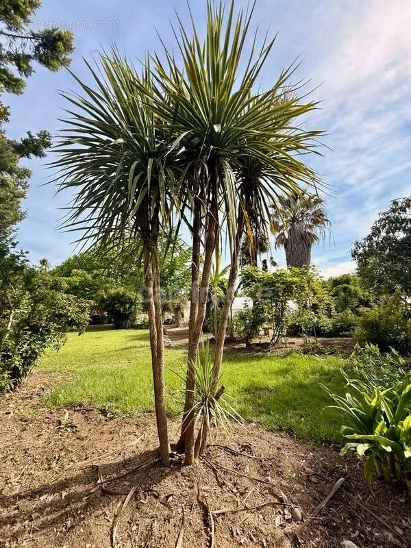 Jardin - Propriété de Caractère avec Parc à Limoux