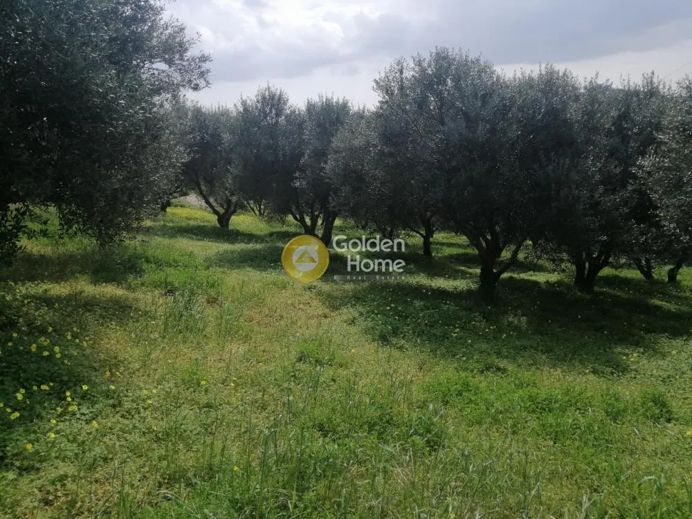 Aed - Agricultural Plot with Olive Trees in Temenos Centre