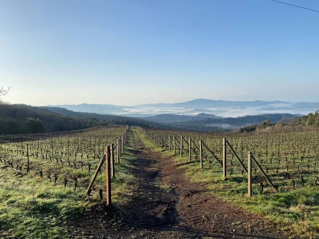 Garden - Vineyard Estate with Olive Grove in Suvereto
