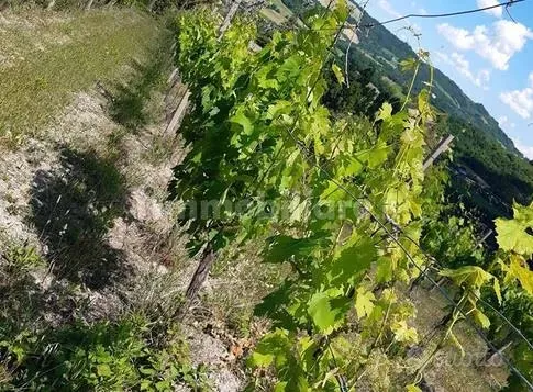 Jardin - Vineyard Farm with Olive Trees near Castrocaro