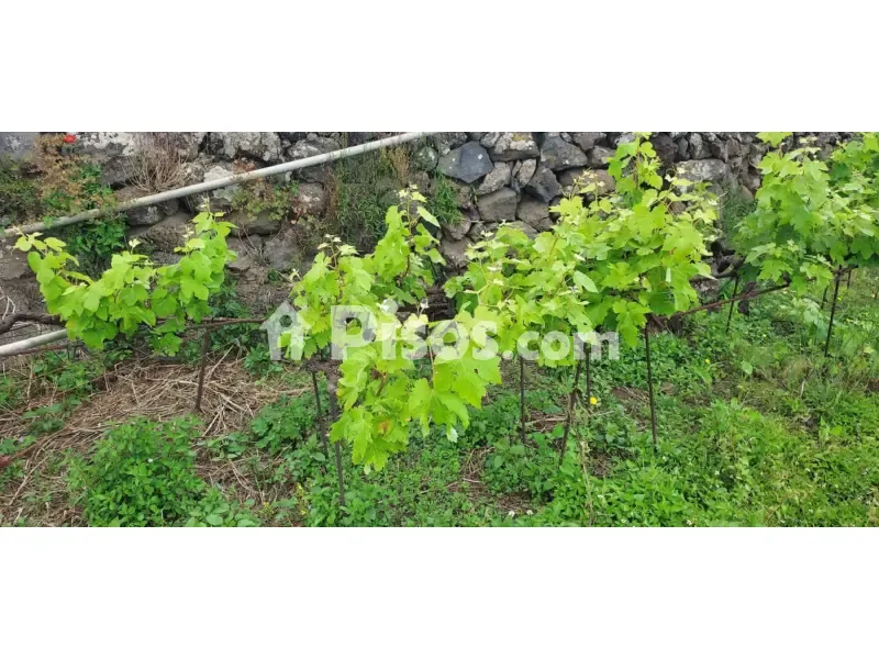 Aed - Rustic Farmhouse with Bodega near Calle Real