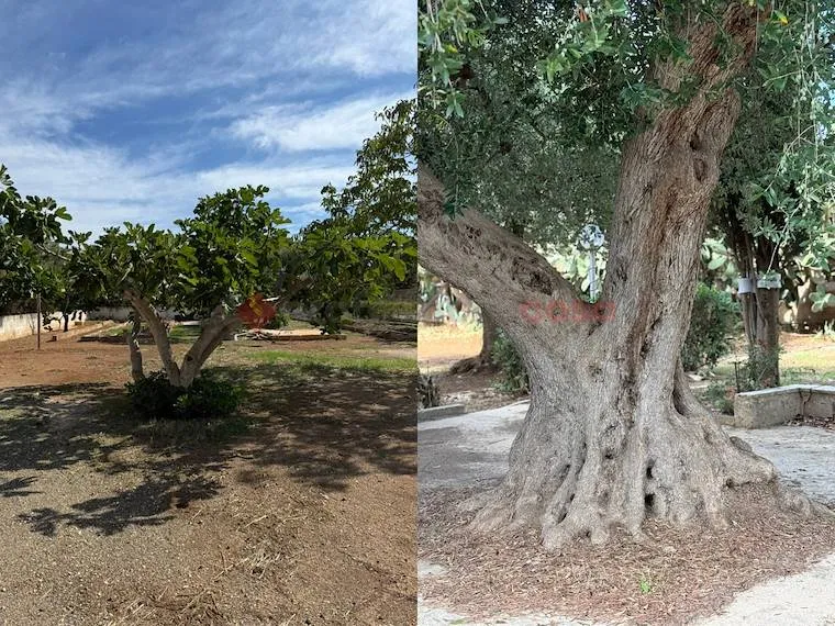 Jardin - Villa with Olive Grove in Grottaglie