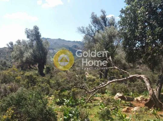 Aed - Agricultural Plot with Olive Trees in Damasta