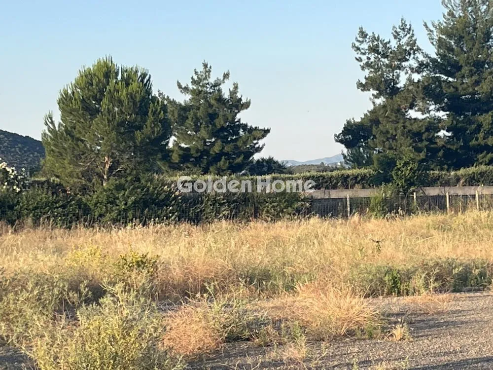 Giardino - Commercial Plot with Olive Trees in Traganá