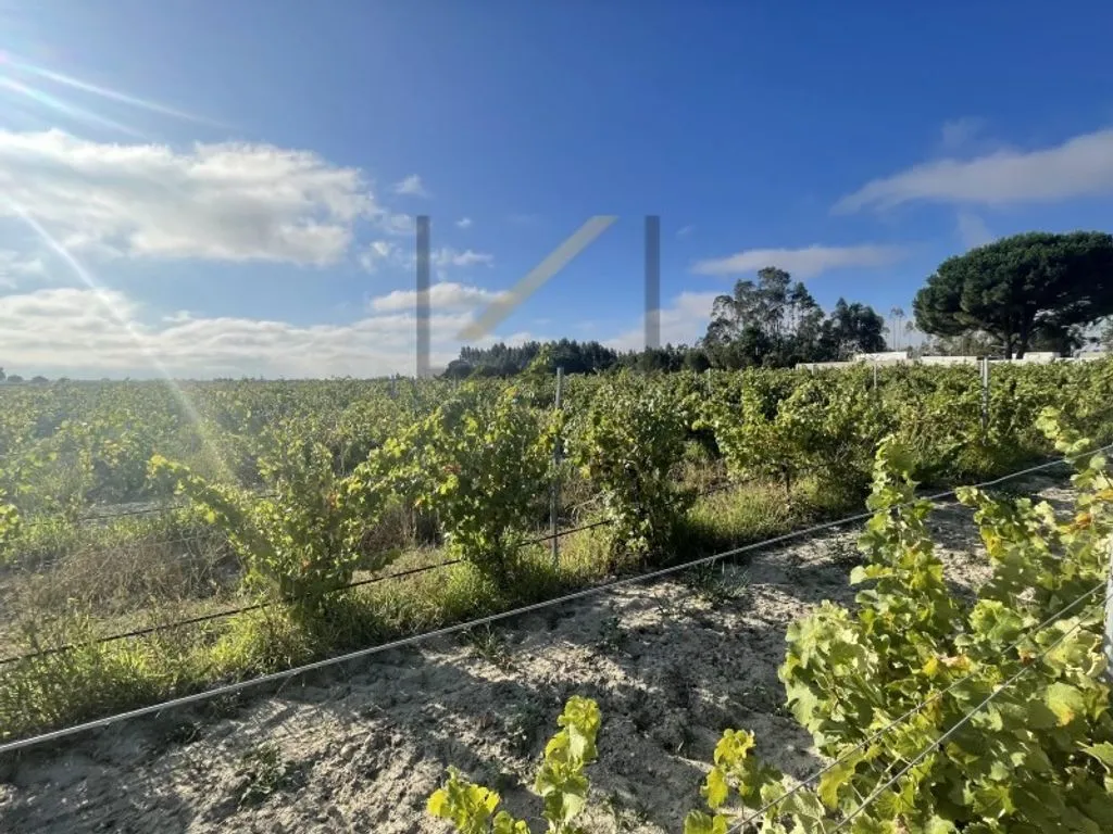 Garden - Vineyard with Production in Palmela